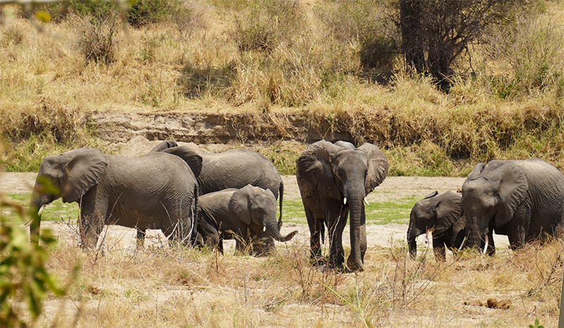 Tarangiri, krdo slonova